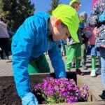 Chłopiec ubrany w niebieską kurtkę i jasną czapkę, ostrożnie wkłada kwiat do drewnianej donicy.
